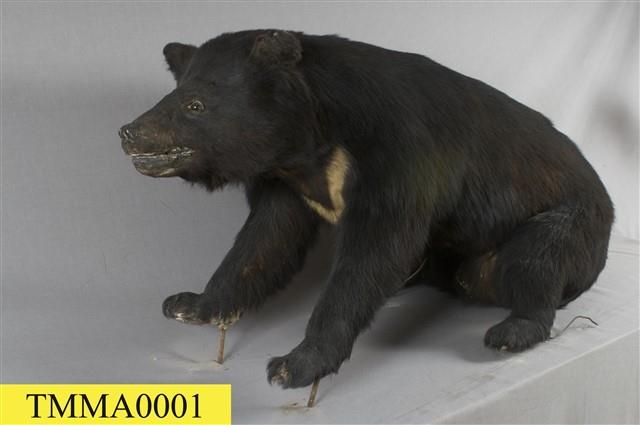 臺灣黑熊藏品圖，第9張